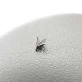 Zuverlässige Möglichkeiten, Mücken in der Wohnung zu zerstören