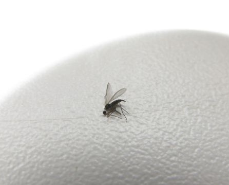 Reliable ways to destroy midges in the apartment