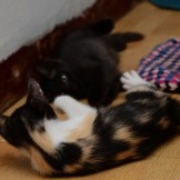 Two kittens are playing