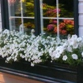 Izvorni dizajn prozorskog cvjetnog vrta