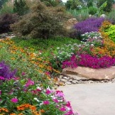 Gran jardín de flores con petunia