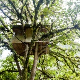 Dom w gałęziach drzew