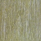 צילום חיפושית קליפת עץ