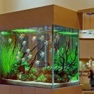 Aquarium in the interior