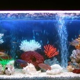 Aquarium à l'intérieur de l'appartement