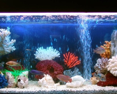 Aquarium à l'intérieur de l'appartement