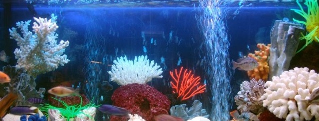 Aquarium sa loob ng apartment