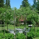 Altana z żywych drzew