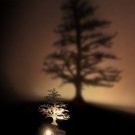 Noční světlo strom stín
