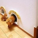 Macskák a lakásban ötletek