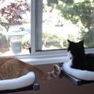 Katzen im Wohnungsideenfoto
