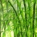 Bambusa tapetes interjerā