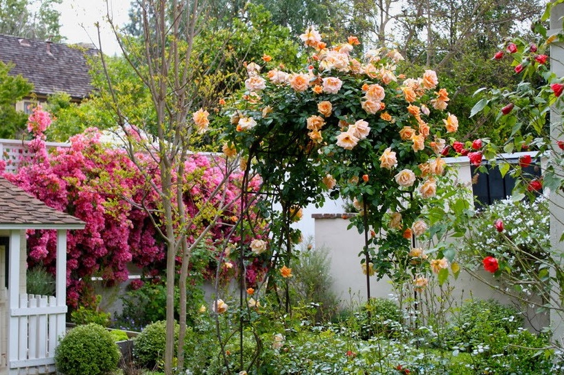 Ružová záhrada