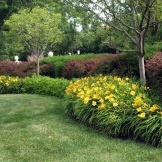 Daylilies - un plus luminos la aranjamentul de flori