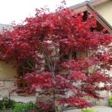 Bardzo piękne drzewo z czerwonymi liśćmi może stać się prawdziwym akcentem całej kompozycji