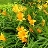 Daylilies in landscaping