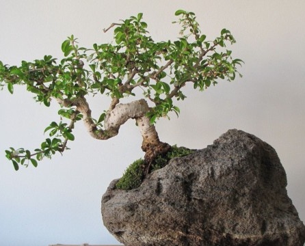 Japāņu pundurkociņš - dekoratīvs koka foto interjerā