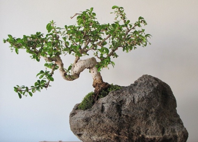 Japansk bonsai - dekorativt trefoto i interiøret