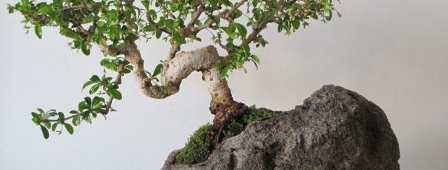 Japansk bonsai - dekorativt trädfoto i inre