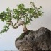 Japanilainen bonsai - koristeellinen puuvalokuva sisätiloissa