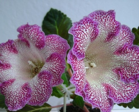 Speckled pink gloxinia