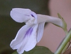 A flor modesta da araruta