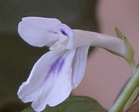 The modest flower of the arrowroot