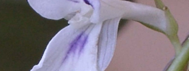 De bescheiden bloem van de pijlwortel