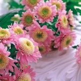 Malé růžové chryzantémy