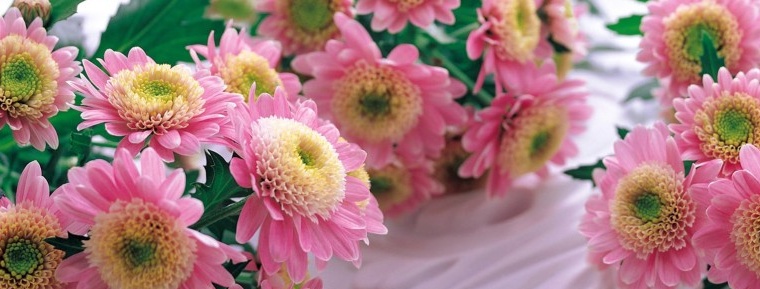 Small pink chrysanthemums
