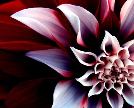 The combination of white and red in dahlias