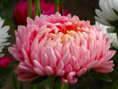 Różowy aster o dużych kwiatach
