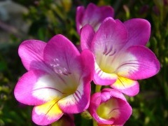 Blooming freesia flowers
