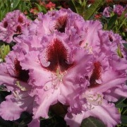 Hermosa inflorescencia de rododendro