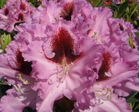 Raskošna rododendron cvat