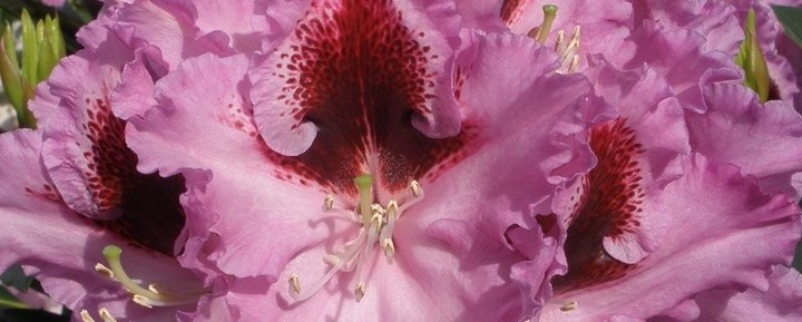 Krāšņa rododendru ziedkopa