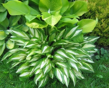 Spiky host leaves