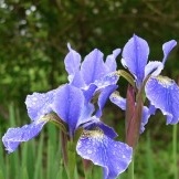 Azurový odstín iris květiny