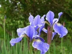 Blå nyans av irisblomman