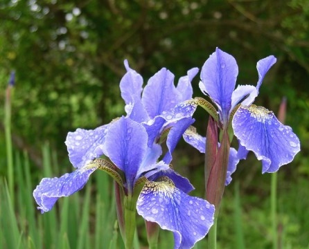Azurfarget farge av irisblomst