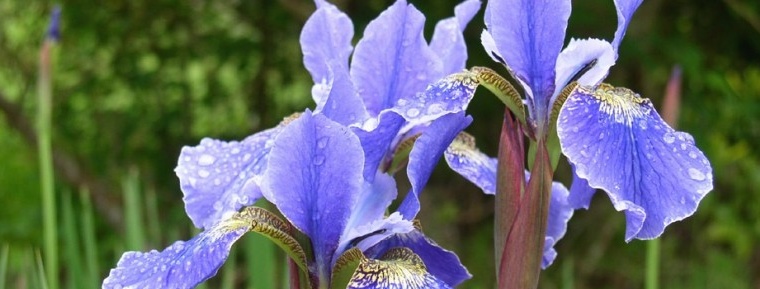 Azure hue of iris flower
