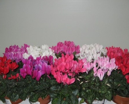 Variety of shades of cyclamen