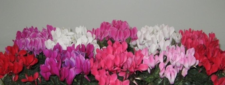 Variety of shades of cyclamen