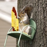 decoracions del jardí: alimentador d'esquirols