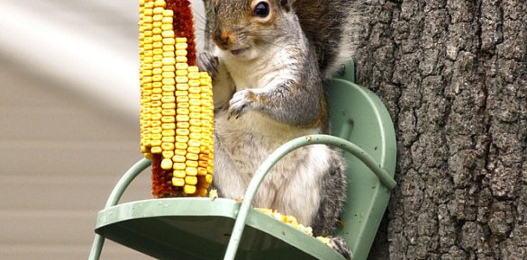 decorazioni da giardino: alimentatore scoiattolo