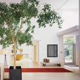 Trær i interiøret