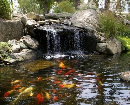 Pond na Walang Fauna - Patay