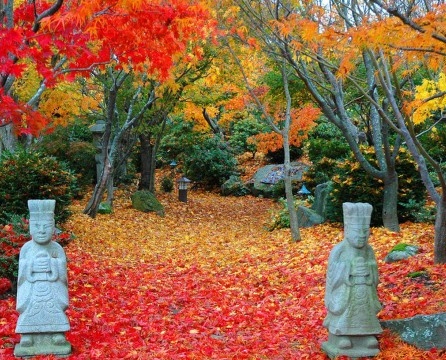 النمط الياباني. شجرة القيقب اليابانية في الخريف