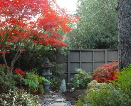 النمط الياباني. شجرة القيقب اليابانية في الخريف
