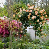 Luxurious flower garden